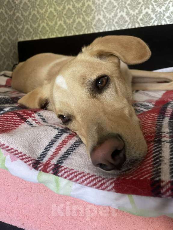 Собаки в Электростали: Помесь лабрадора и гончей  Мальчик, Бесплатно - фото 3