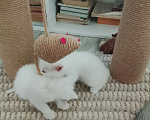 Кошки в Барнауле: Белые котята Мальчик, Бесплатно - фото 5
