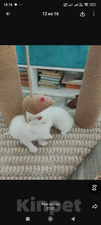 Кошки в Барнауле: Белые котята Мальчик, Бесплатно - фото 5