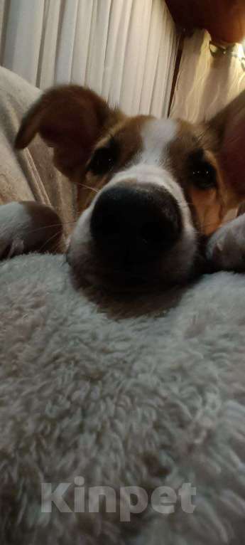 Собаки в Щелково: Балта якутенок в добрые руки Девочка, Бесплатно - фото 4