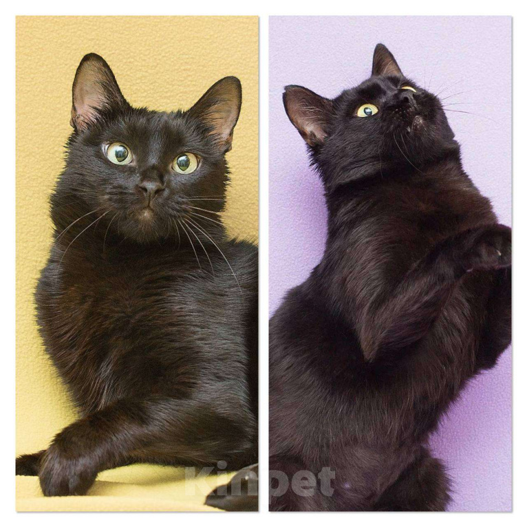 Кошки в Москве: Двоё: я и моя тень Мальчик, Бесплатно - фото 1