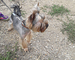 Собаки в Кемерово: Йорк, вязка, 1 руб. - фото 3