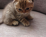 Кошки в Кстово: Британские котята, 1 000 руб. - фото 8