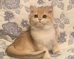 Кошки в Касимове: Золотая шиншилла., 100 руб. - фото 5