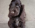 Собаки в Зеленограде: Английский кокер спаниель щенок Мальчик, 80 000 руб. - фото 1