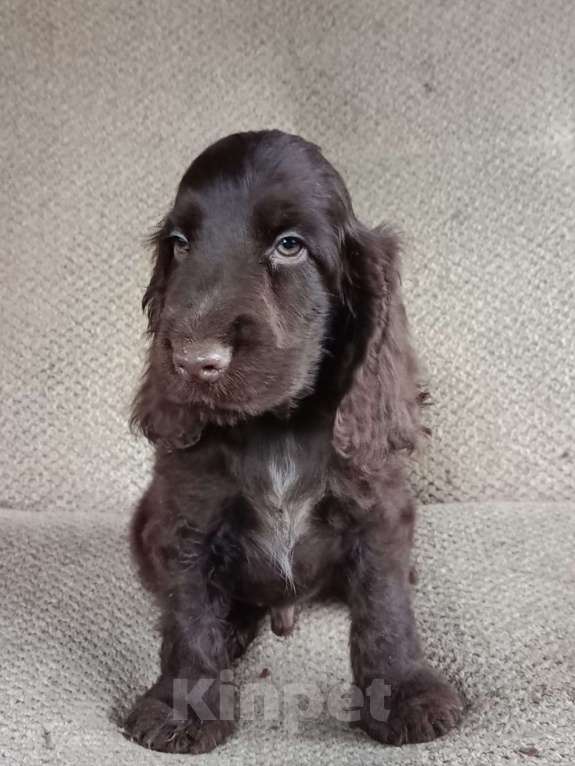 Собаки в Зеленограде: Английский кокер спаниель щенок Мальчик, 80 000 руб. - фото 1
