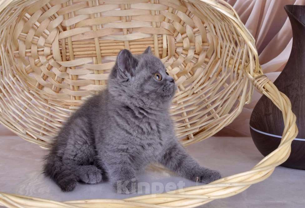 Кошки в Санкт-Петербурге: Британский голубой котенок (девочка) Девочка, 45 000 руб. - фото 3