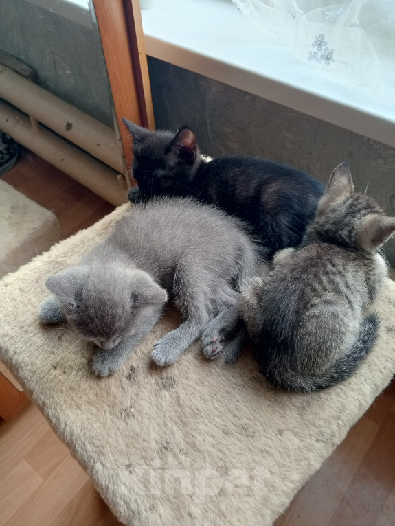 Кошки в Томске: Отдам котят Разнополые, Бесплатно - фото 5