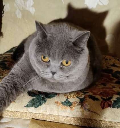 Кошки в Москве: Красивый котик Веня в дар Мальчик, Бесплатно - фото 4