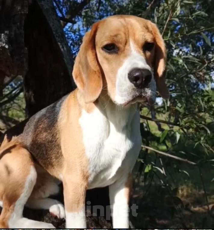 Собаки в Томске: Наш друг ищет добрых новых хозяев Мальчик, 10 руб. - фото 1