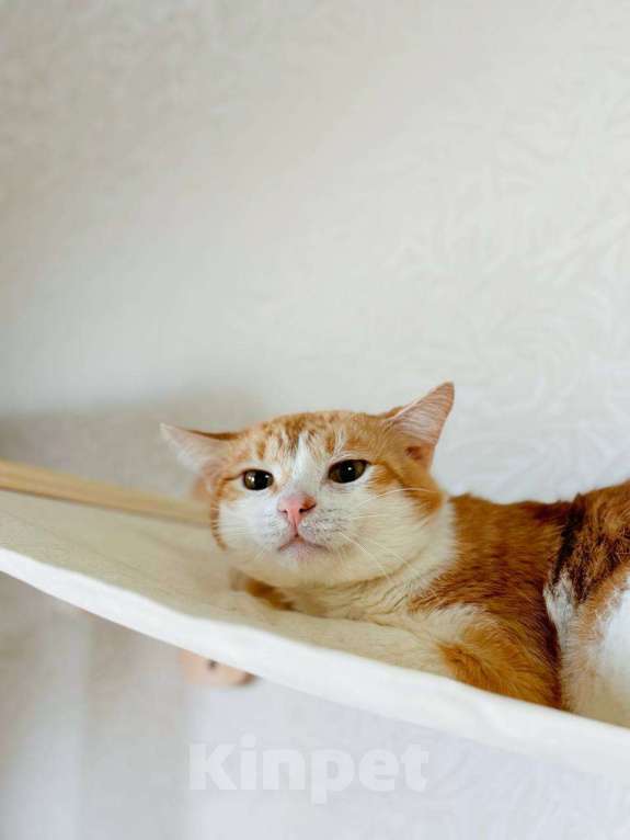 Кошки в Балашихе: Бабл Ти и Котя в одни руки Девочка, Бесплатно - фото 5