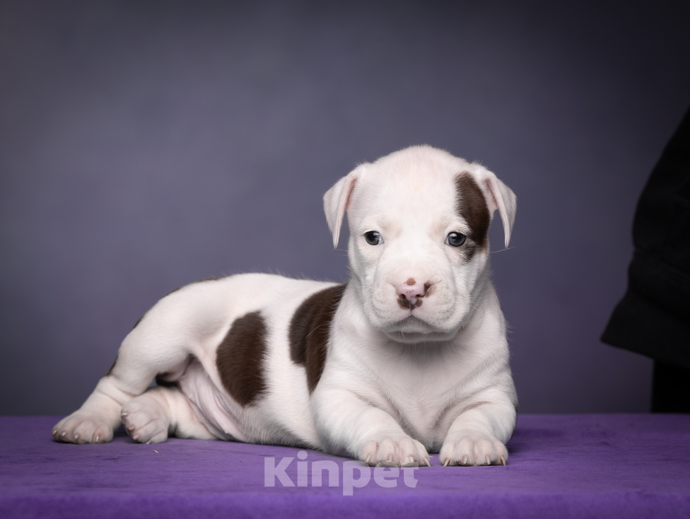 Собаки в других городах Ленинградской области: Щенки американского питбультерьера Мальчик, 80 000 руб. - фото 4