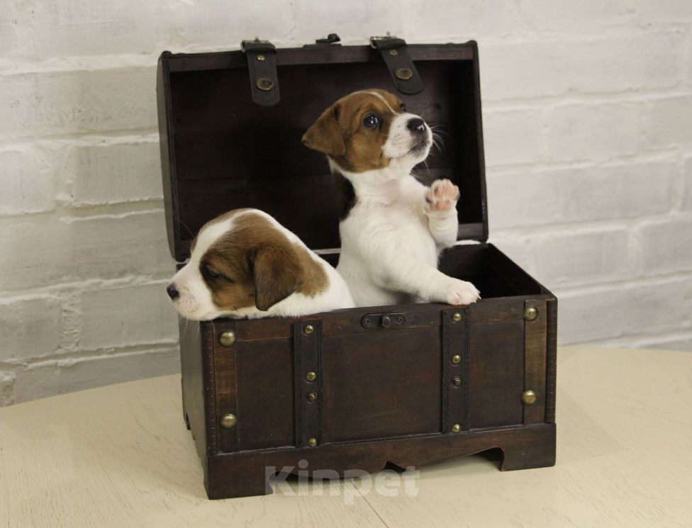 Собаки в Москве: Джек Рассел щенок Девочка, 100 000 руб. - фото 3