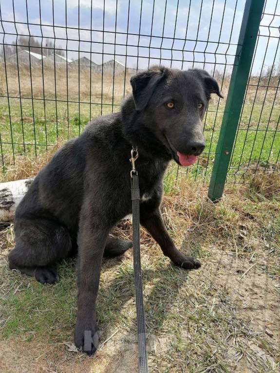 Собаки в Москве: Сури, собака с удивительными глазами Девочка, Бесплатно - фото 5