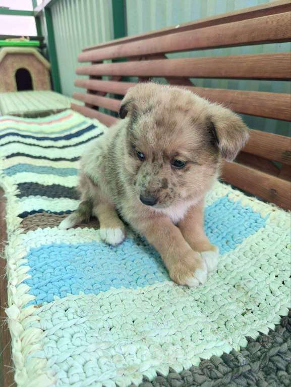 Собаки в Москве: Малышка Веснушка в поисках семьи Девочка, Бесплатно - фото 4