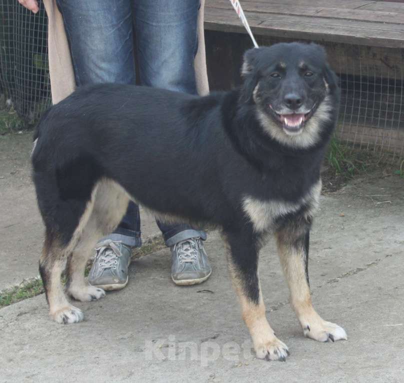 Собаки в Москве: Ласкуша Алиса живет и надеется найти свою родную семью Девочка, Бесплатно - фото 1
