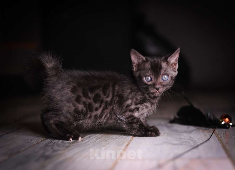 Кошки в Москве: Черный бенгал пантерка Девочка, 60 000 руб. - фото 10