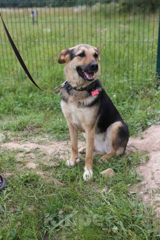 Собаки в Москве: Джессика, идеальная собака Девочка, Бесплатно - фото 3