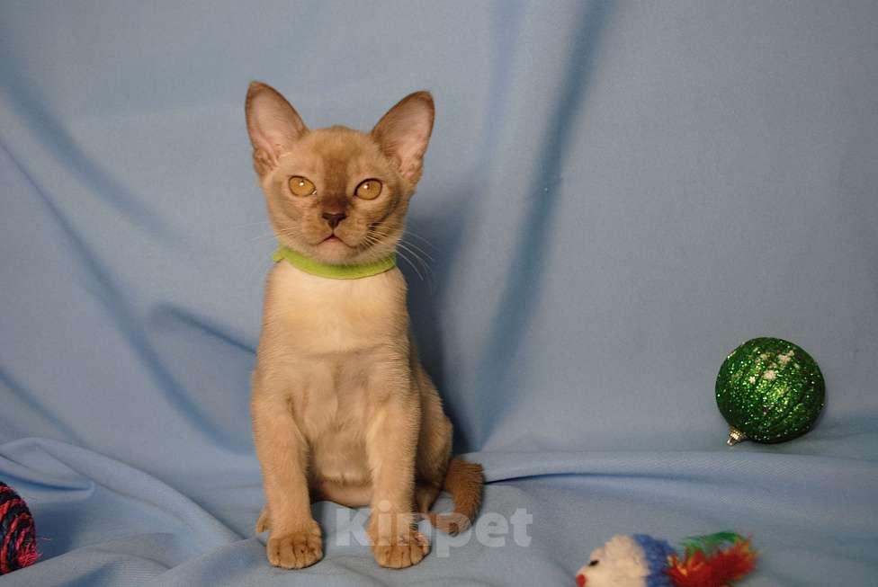 Кошки в Москве: Бурманские котята Девочка, 50 000 руб. - фото 2