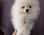 Собаки в Северске: Продается померанский шпиц Мальчик, 30 000 руб. - фото 1