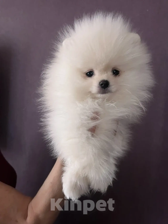 Собаки в Северске: Продается померанский шпиц Мальчик, 30 000 руб. - фото 1