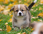 Собаки в Петергофе: Щенок Вельш-корги-пемброк  Девочка, 70 000 руб. - фото 4