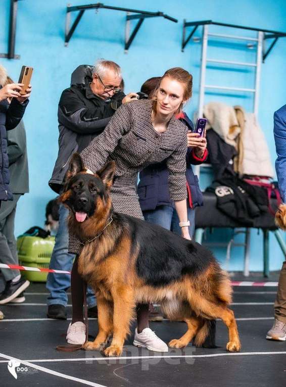 Собаки в Москве: Щенки длинношерстной немецкой овчарки Разнополые, 60 000 руб. - фото 7