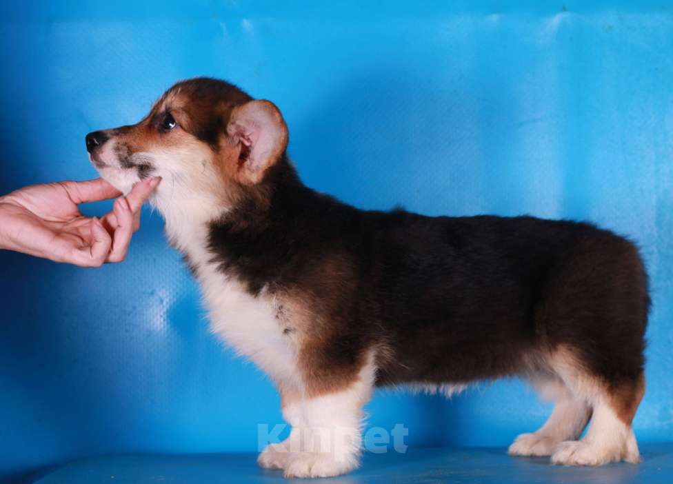 Собаки в Москве: вельш корги пемброк щенки Мальчик, 90 000 руб. - фото 7