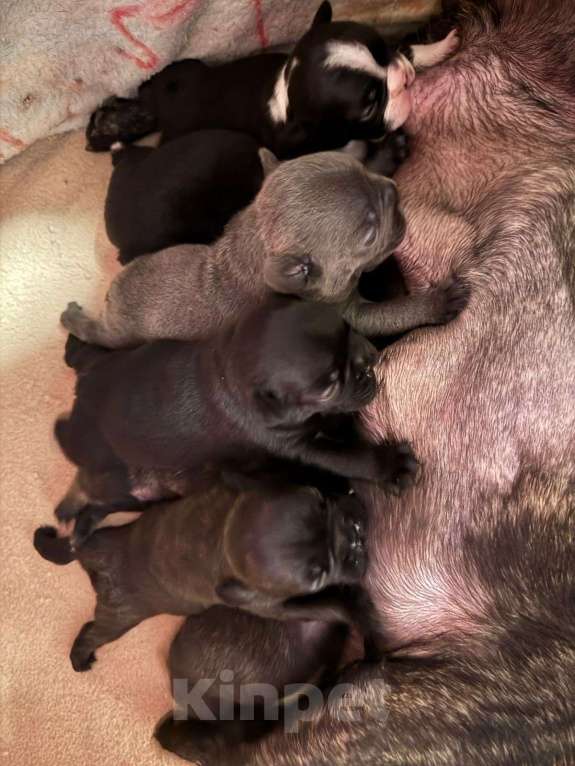 Собаки в Ростове-на-Дону: Малыши французского бульдога Мальчик, Бесплатно - фото 4