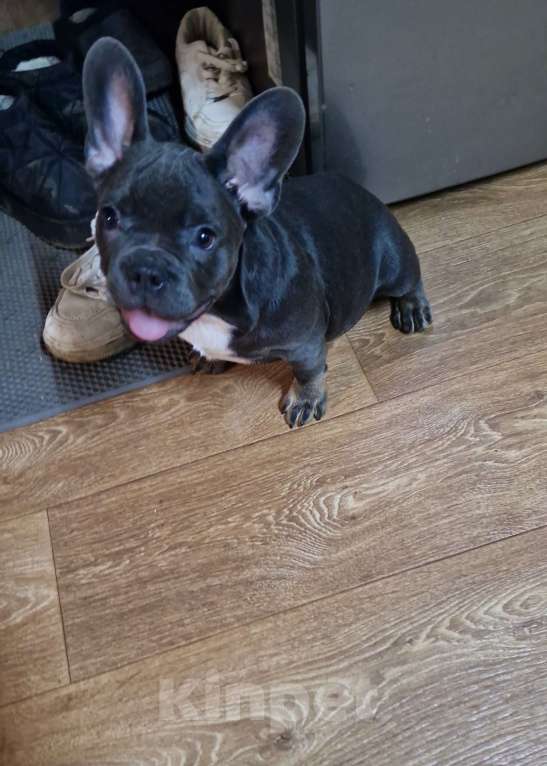 Собаки в других городах Московской области: Голубоподпалый красотун Мальчик, 45 000 руб. - фото 5