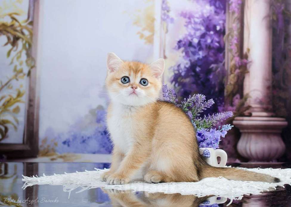 Кошки в Красноярске: Девочка,шотландская золотая шиншилла Девочка, 30 000 руб. - фото 1