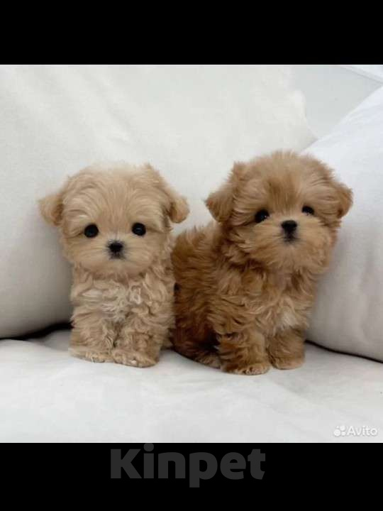 Собаки в Краснодаре: Мальтипу Девочка, 45 000 руб. - фото 1