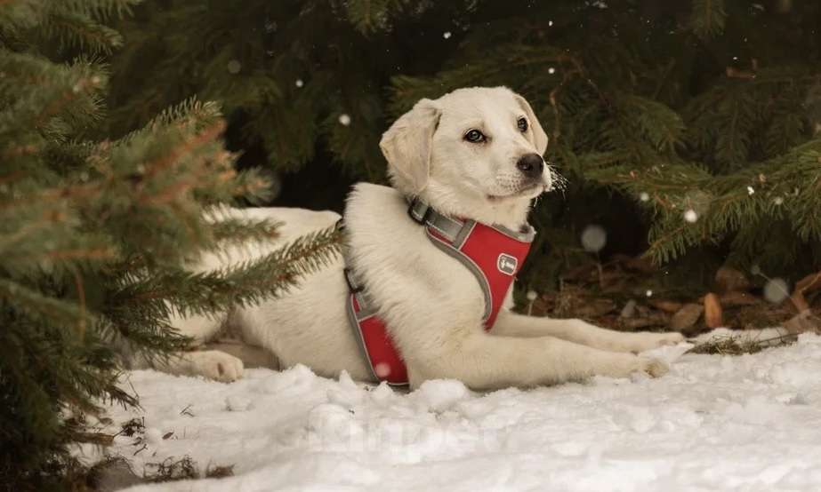 Собаки в Москве: Малышка Марта в добрые руки 🤍 Девочка, Бесплатно - фото 3