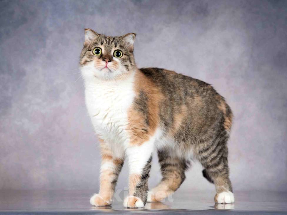 Кошки в Москве: Нежная ласковая кошечка Лёля в добрые руки Девочка, Бесплатно - фото 8