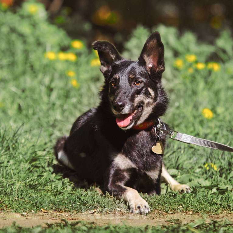Собаки в других городах Московской области: Стеша ищет семью Девочка, Бесплатно - фото 8
