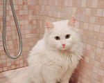 Кошки в Москве: Белая молодая ангорская кошка Жасмин в добрые руки Девочка, Бесплатно - фото 1