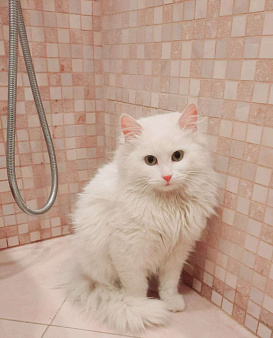 Объявление: Белая молодая ангорская кошка Жасмин в добрые руки, Бесплатно, Москва
