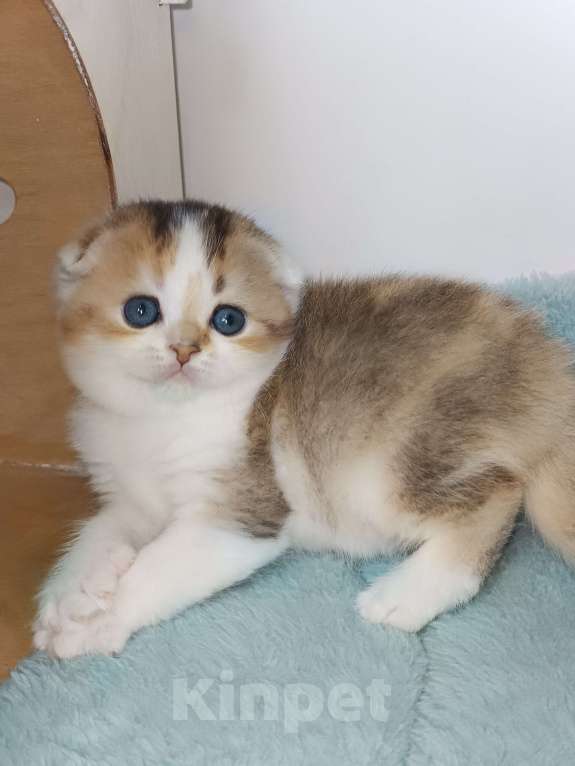 Кошки в Москве: Гахëн Девочка, 50 000 руб. - фото 3