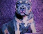 Собаки в Мурманске: Девочка - булли. Девочка, 90 000 руб. - фото 9