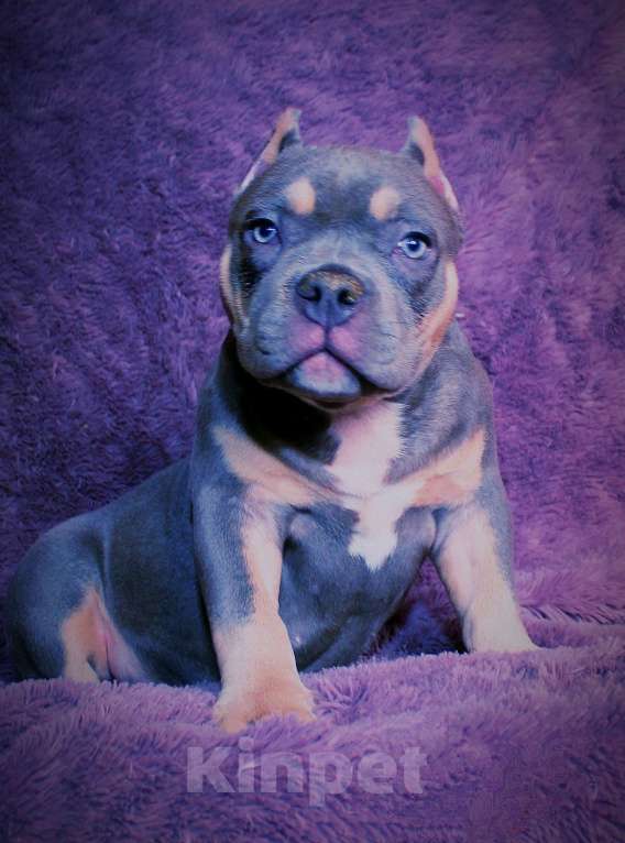 Собаки в Мурманске: Девочка - булли. Девочка, 90 000 руб. - фото 9