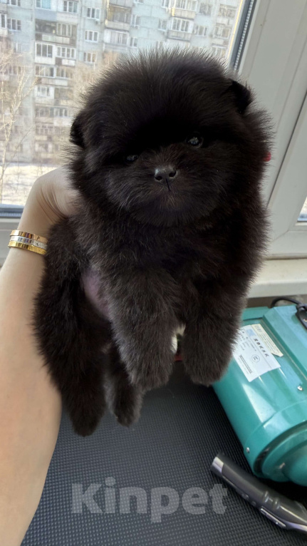 Собаки в Москве: Померанский шпиц мальчик Мальчик, 100 000 руб. - фото 1