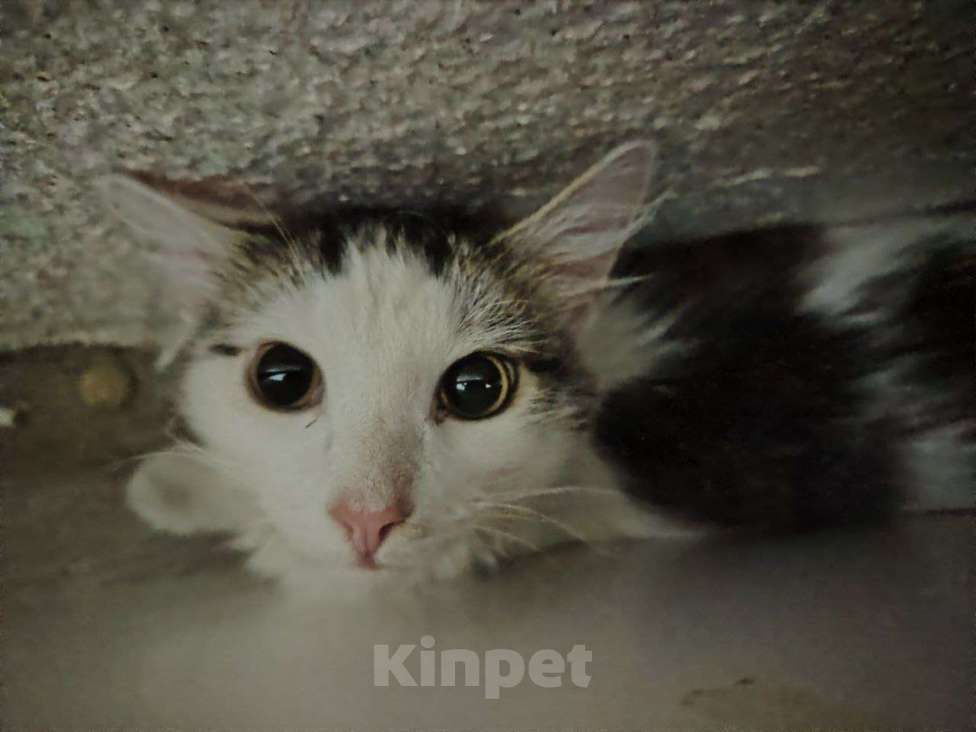 Кошки в Челябинске: Котенок/подросток мальчик Мальчик, Бесплатно - фото 4