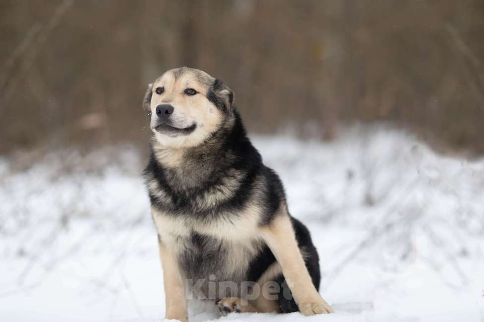 Собаки в Москве: Сладкий плюшка никак своих не нашел Мальчик, Бесплатно - фото 1