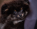Собаки в Гатчине: Померанский шпиц медвежьего типа Девочка, 35 000 руб. - фото 8
