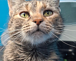 Кошки в Санкт-Петербурге: Кошечка окраса Таби с белой кисточкой Девочка, Бесплатно - фото 3