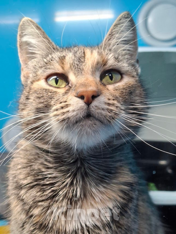 Кошки в Санкт-Петербурге: Кошечка окраса Таби с белой кисточкой Девочка, Бесплатно - фото 3