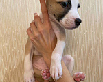 Собаки в Перми: Продам щенков Девочка, 9 000 руб. - фото 3