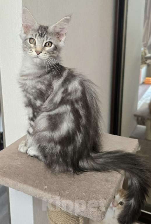 Кошки в Москве: Котята мейн-кун Девочка, 35 000 руб. - фото 2