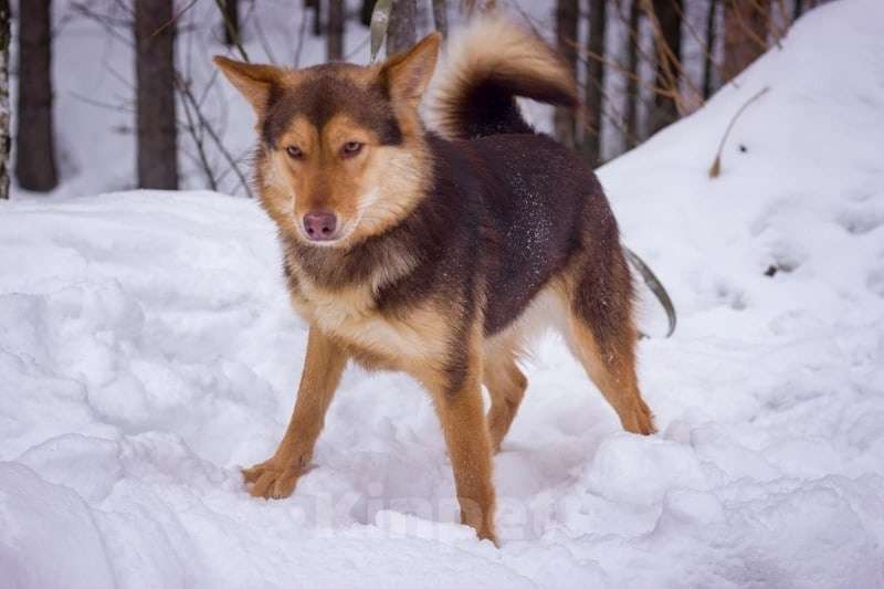 Собаки в Москве: очень красивая и ласковая собака Лучик ищет дом Девочка, 10 руб. - фото 2