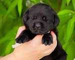 Собаки в Челябинске: Щенок чёрного лабрадора девочка 1 месяц Девочка, 60 000 руб. - фото 3